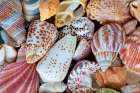 USA, Washington State, Seabeck. Close-up of variety of seashells. Art Print